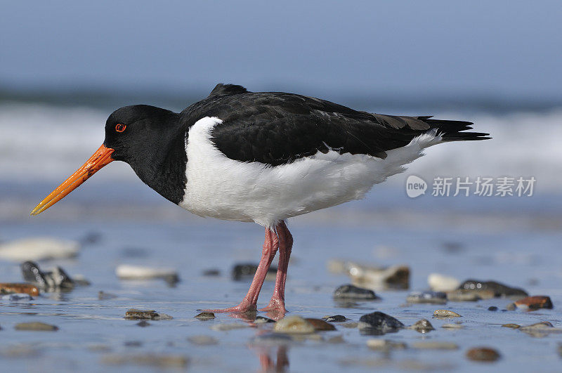 欧洲捕鲸者(Haematopus ostralegus)